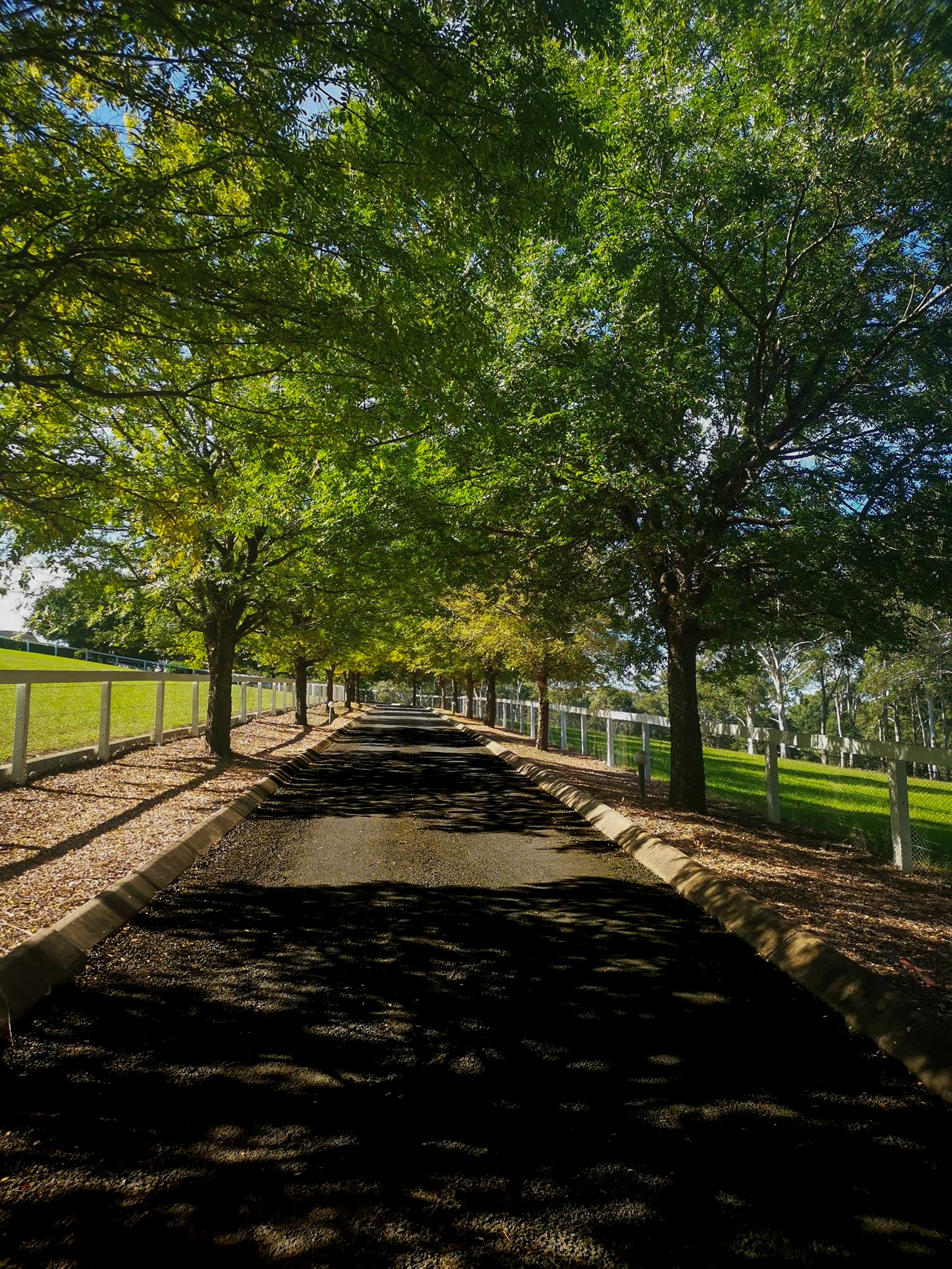 Mature tree-lined driveway canopy in an estate garden