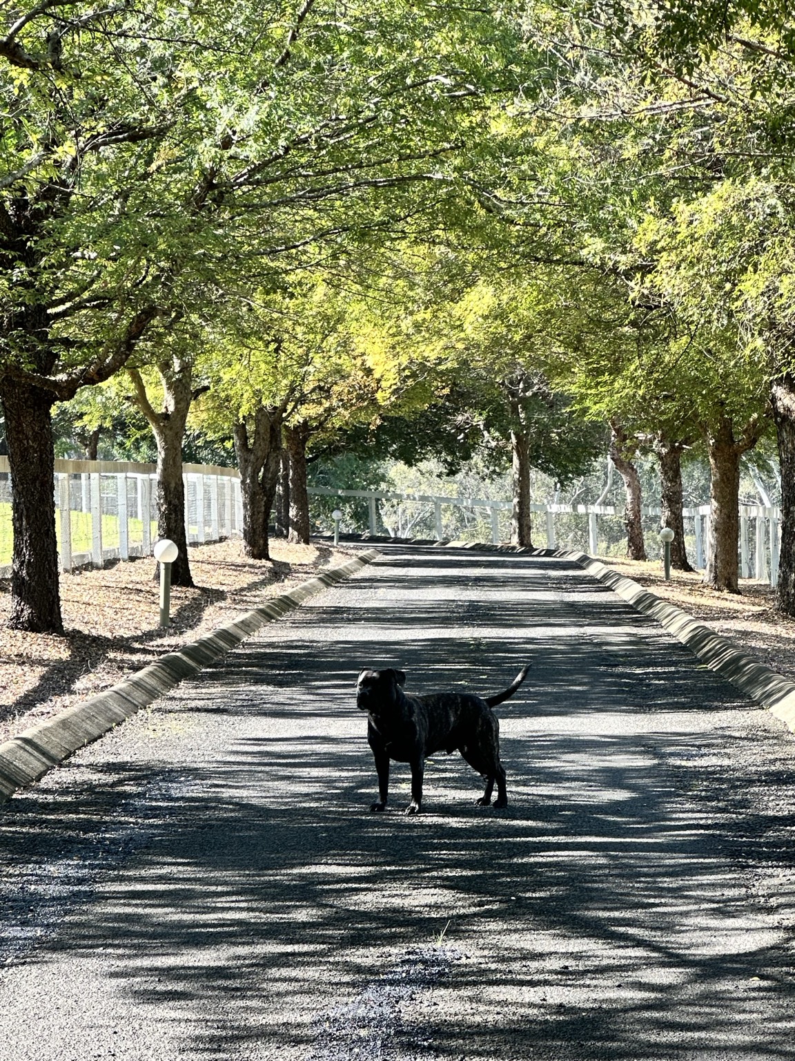 The mature tree-lined driveway beneath an established green canopy
