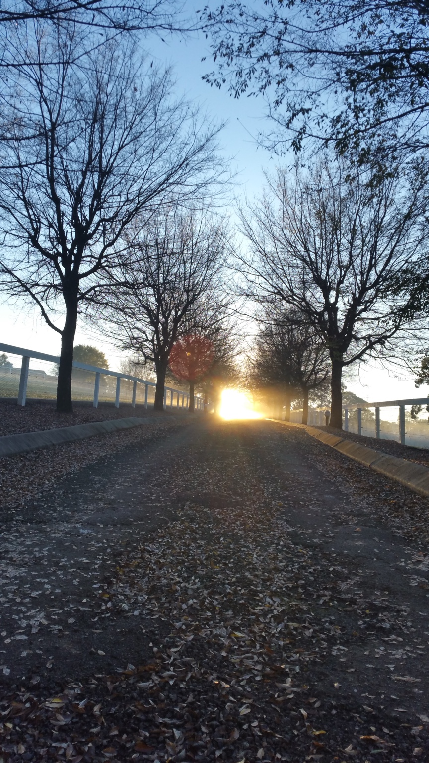 The estate driveway in winter with the branching structure of the avenue trees visible