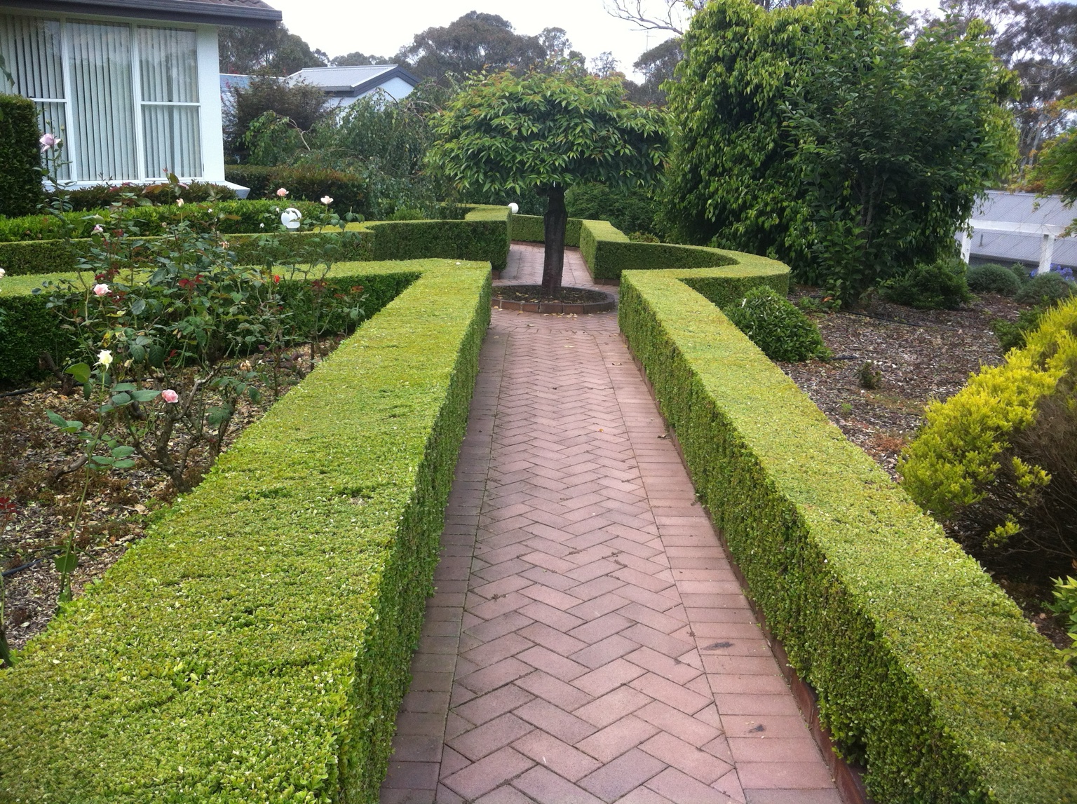 Formal rose walk enclosed by low, sharply clipped hedges